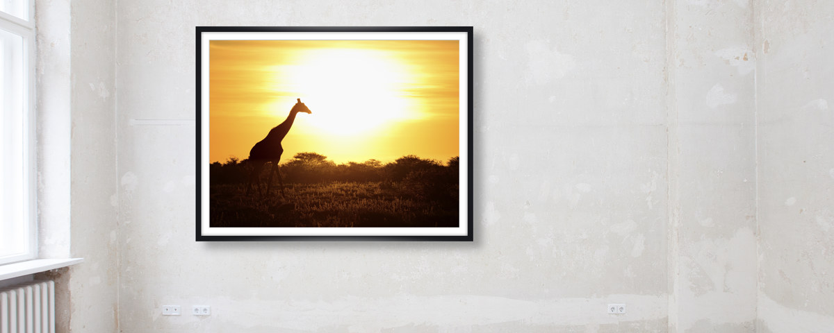Giraffe im Sonnenuntergang
