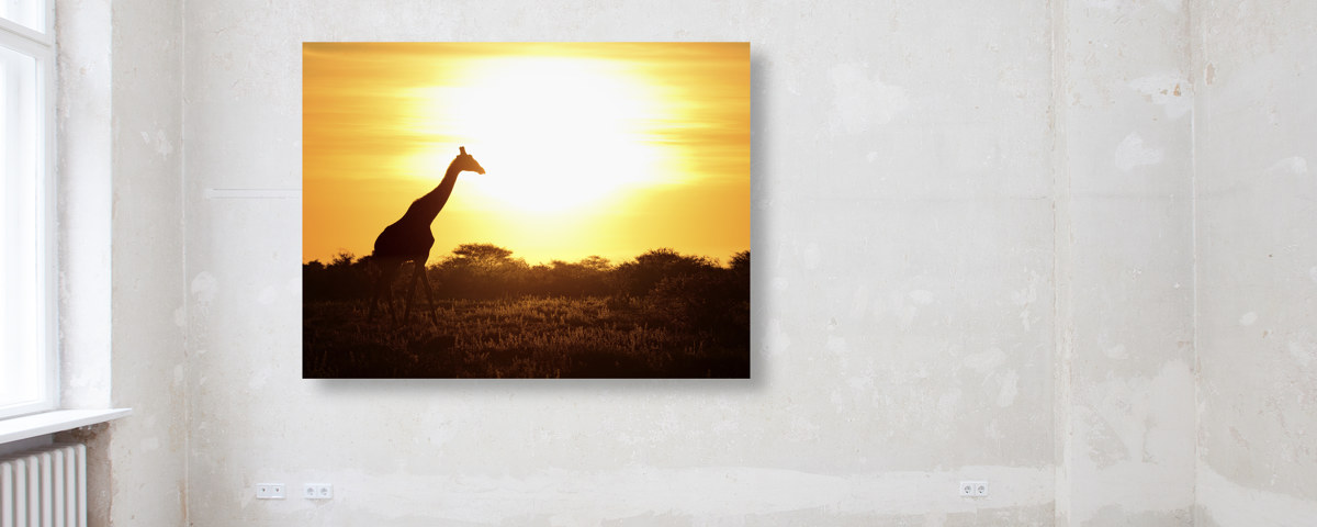 Giraffe im Sonnenuntergang