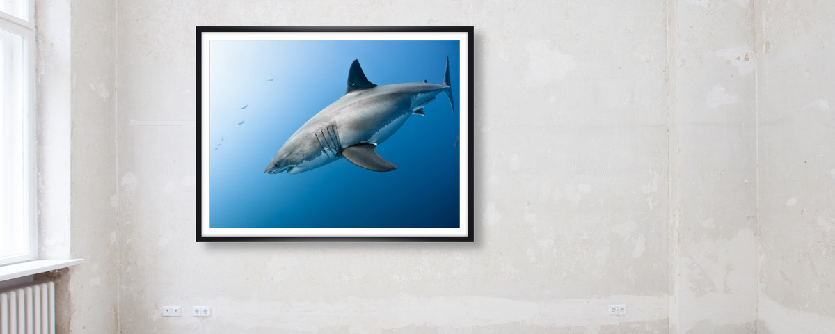 Photo de requin
