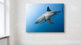 Photo de requin