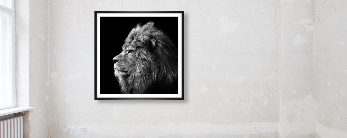 Lion Bilder