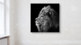 Lion Bilder