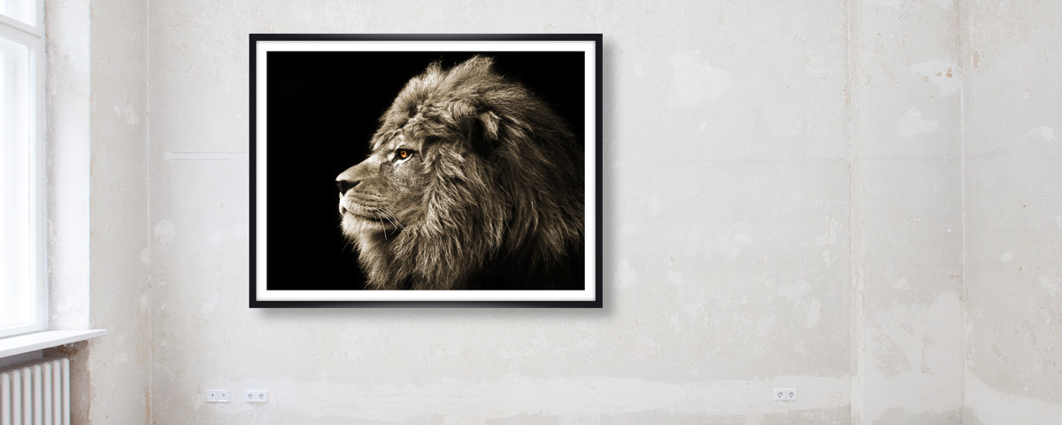 Bild Löwe