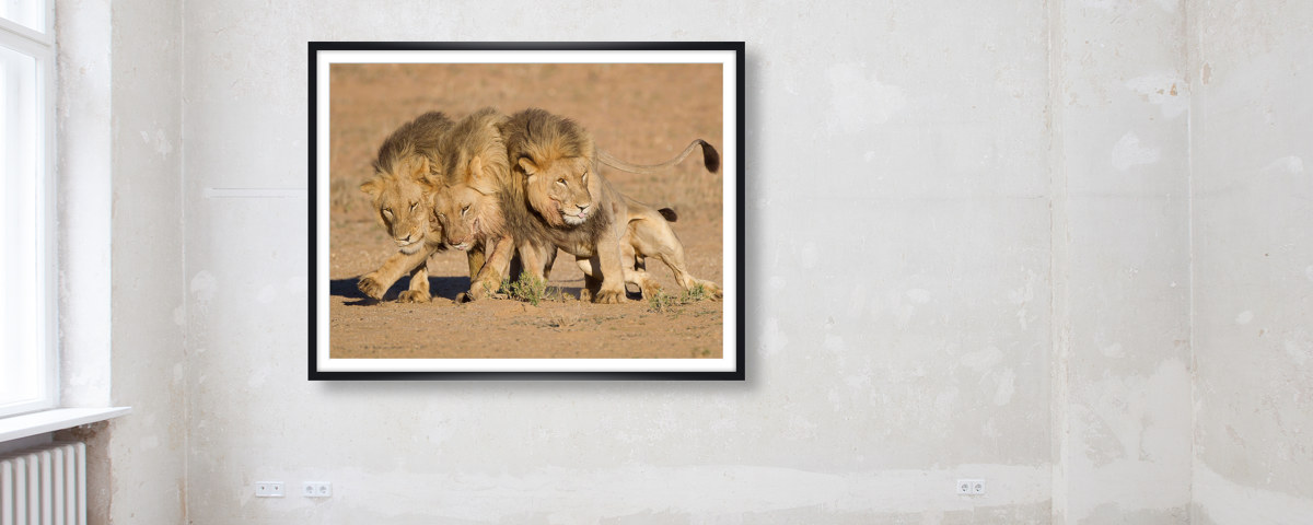 Images de lions