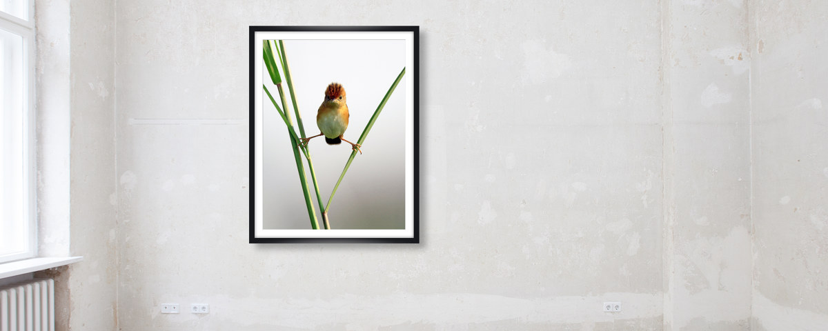 Photo d'oiseau amusant