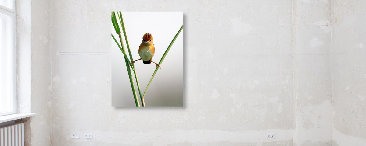 Photo d'oiseau amusant