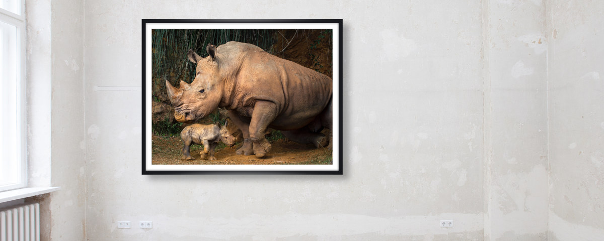 Photo de rhinocéros