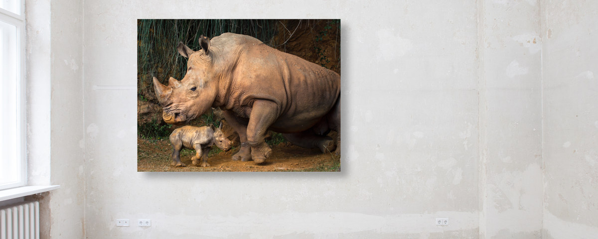 Photo de rhinocéros