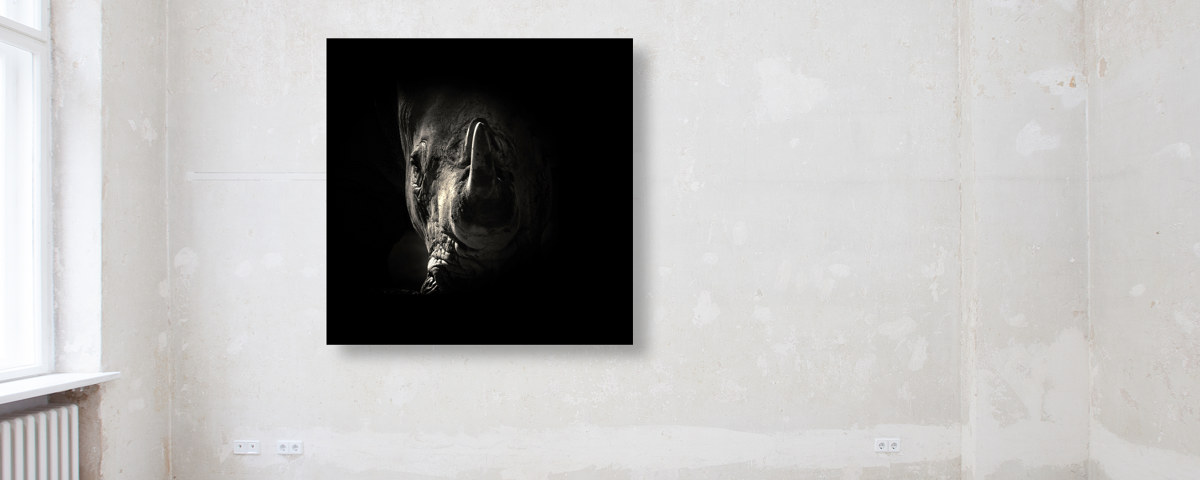 Portrait de rhinocéros