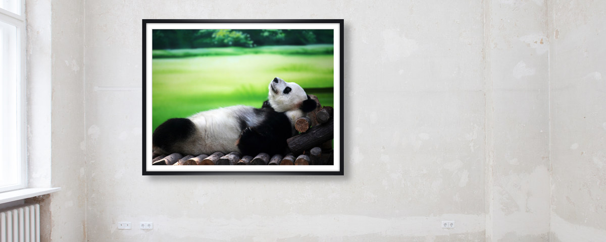 Photo de panda