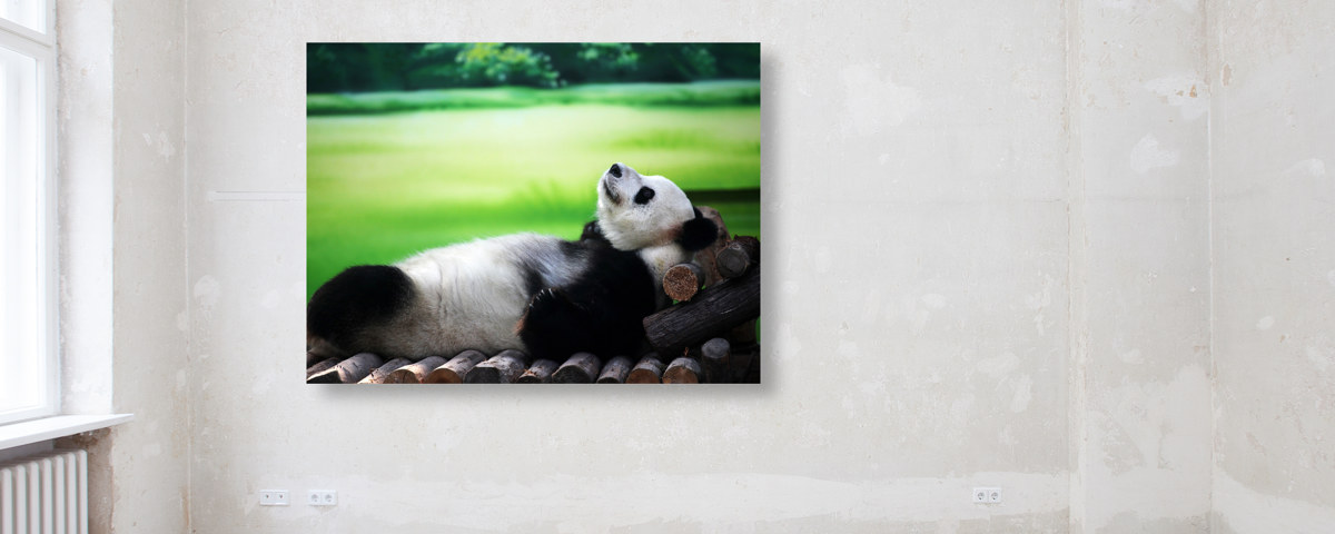 Photo de panda