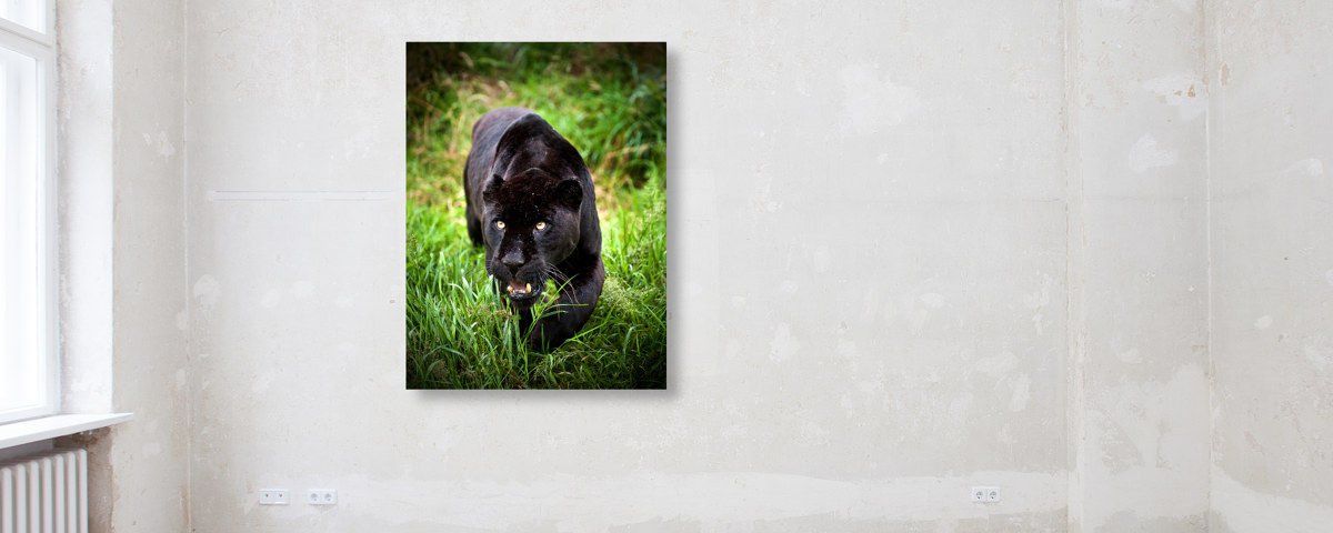 Panther Bilder