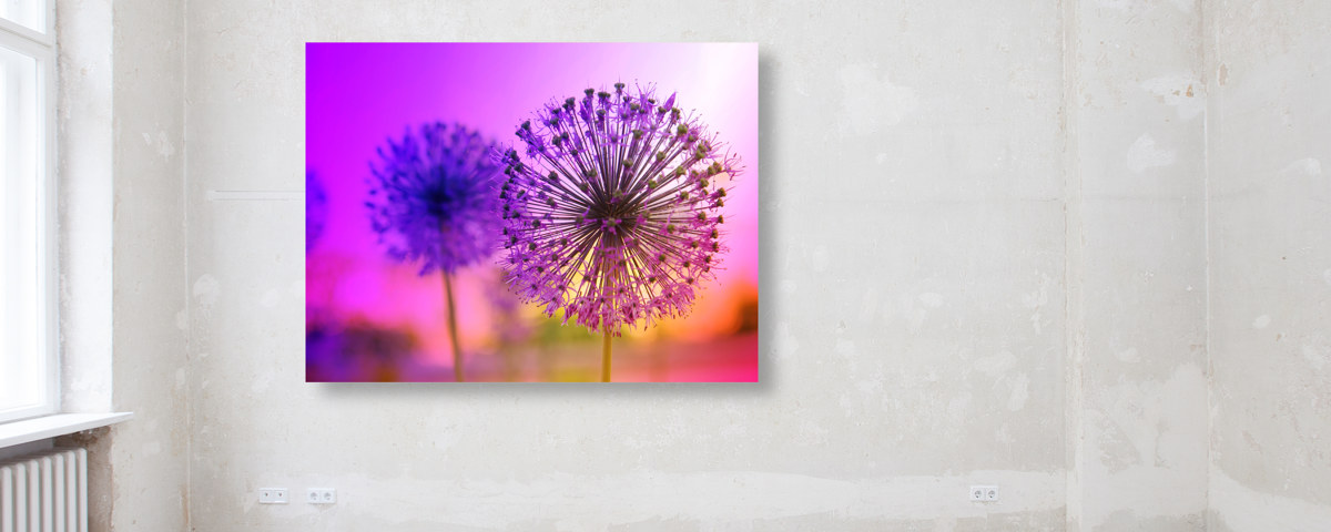 Leinwand-Bilder Wandbild Leinwandbild 140x70 Pusteblume Pflanzen