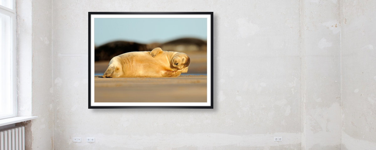 Photo de phoque endormi