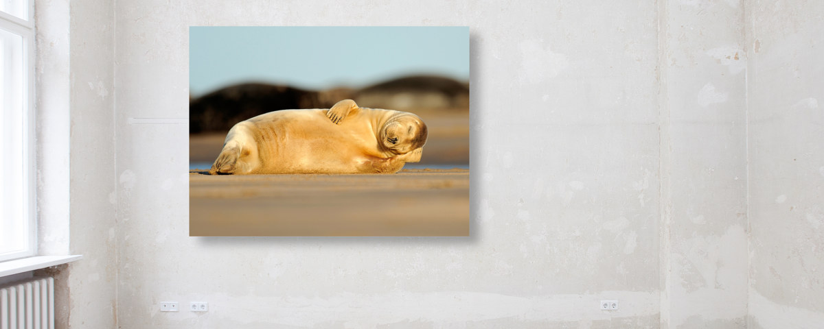 Photo de phoque endormi