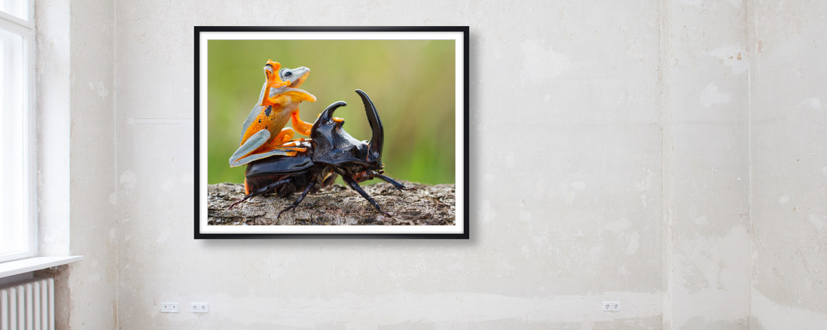 Photo de grenouille et scarabée