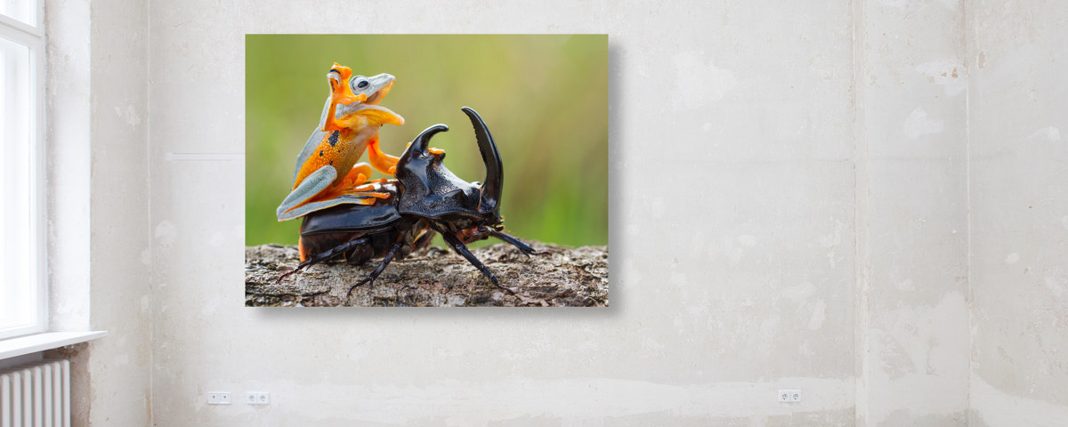 Photo de grenouille et scarabée