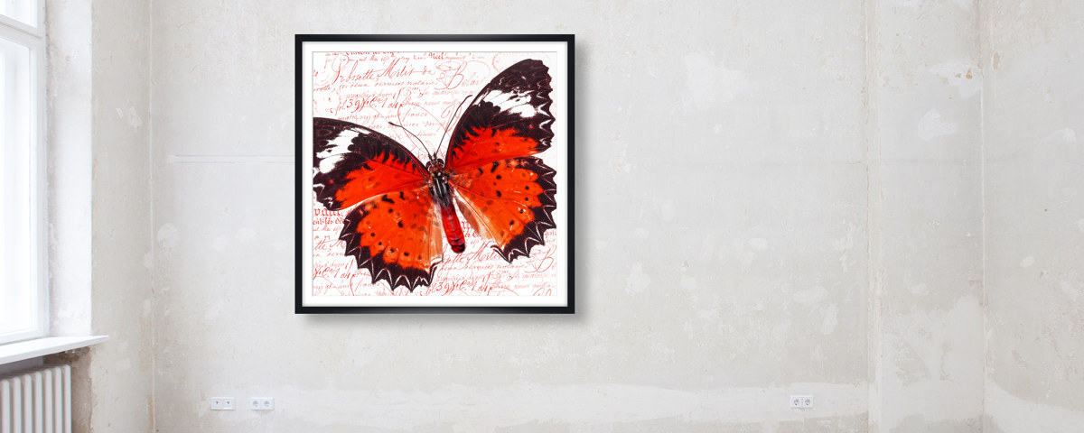 Schmetterlingsbilder