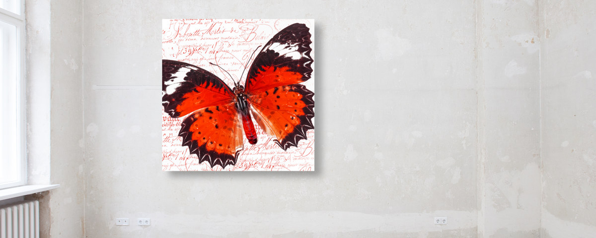 Schmetterlingsbilder