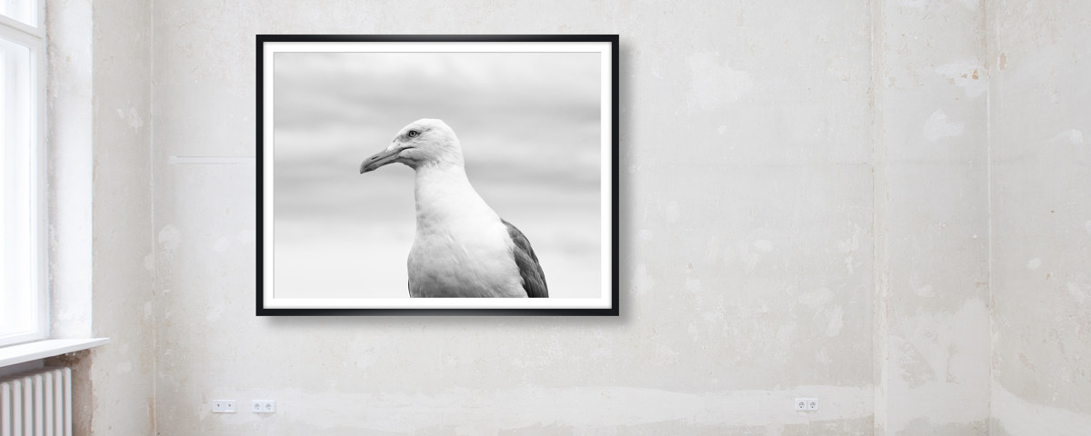 Seagull1
