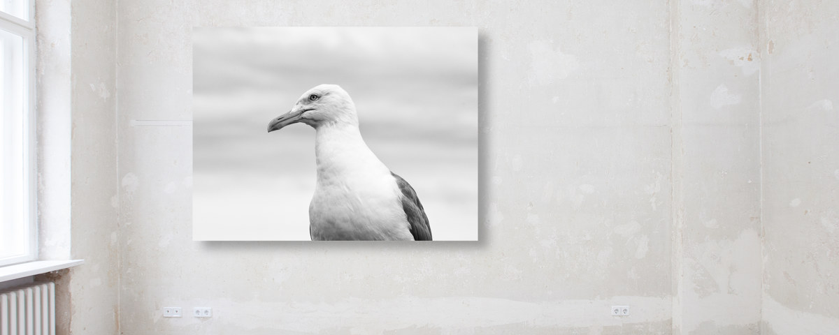 Seagull1