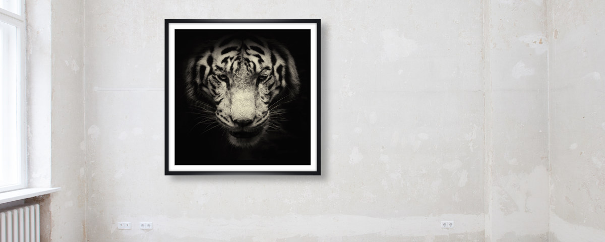 Portrait de tigre
