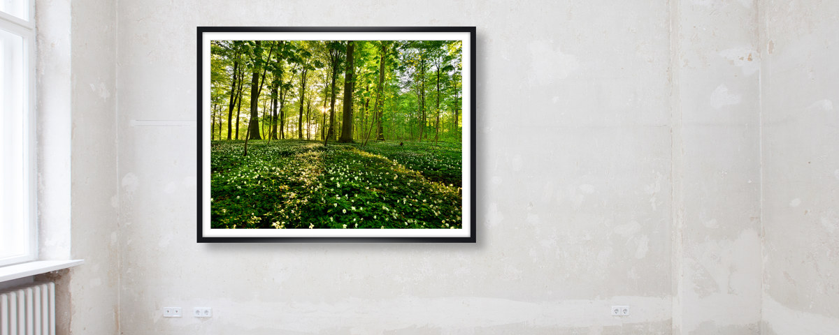 le immagini della foresta