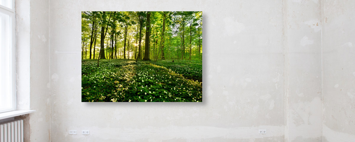 le immagini della foresta