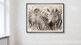 Zebra Bilder