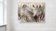 Zebra Bilder