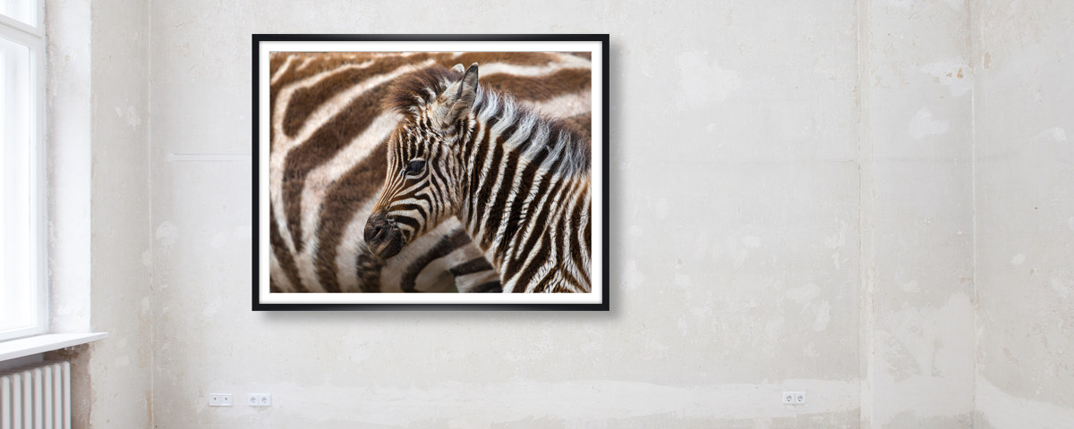 Photo de poulain zèbre