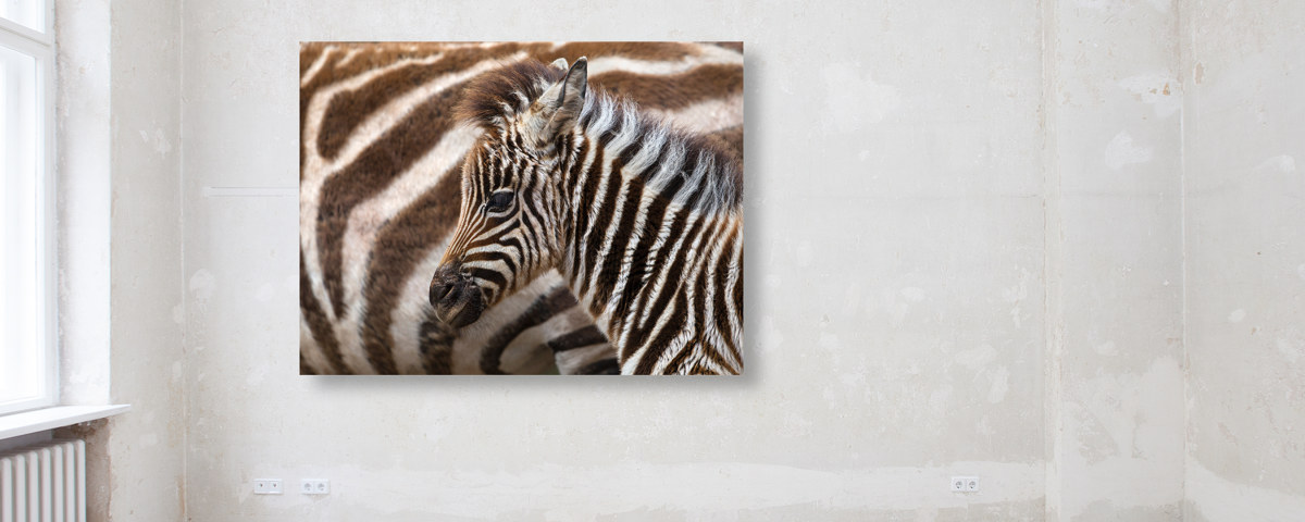 Photo de poulain zèbre