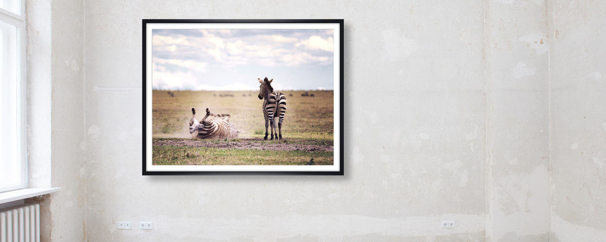 Photographie de zèbre