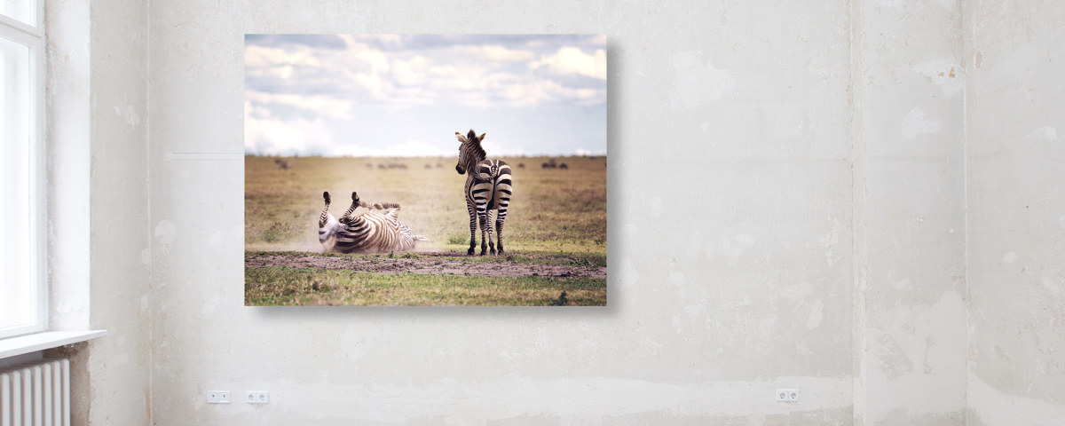 Photographie de zèbre