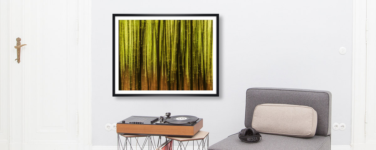 Buchenwald im Fruehling