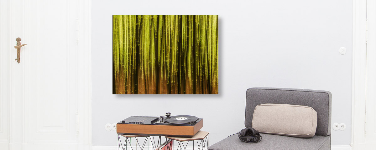 Buchenwald im Fruehling