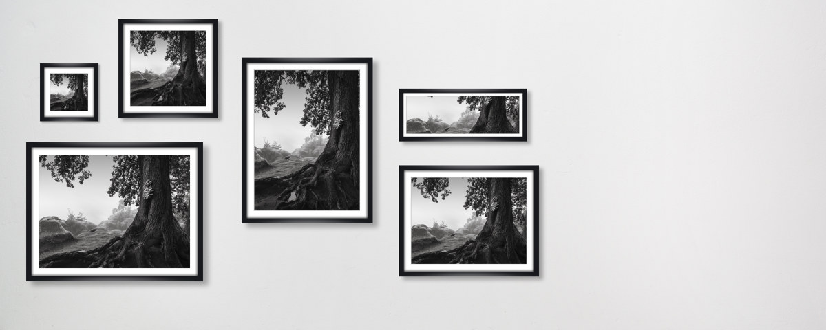 Alte Eiche - Saechsische Schweiz