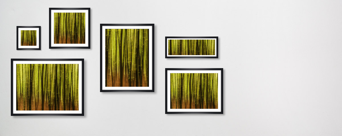 Buchenwald im Fruehling