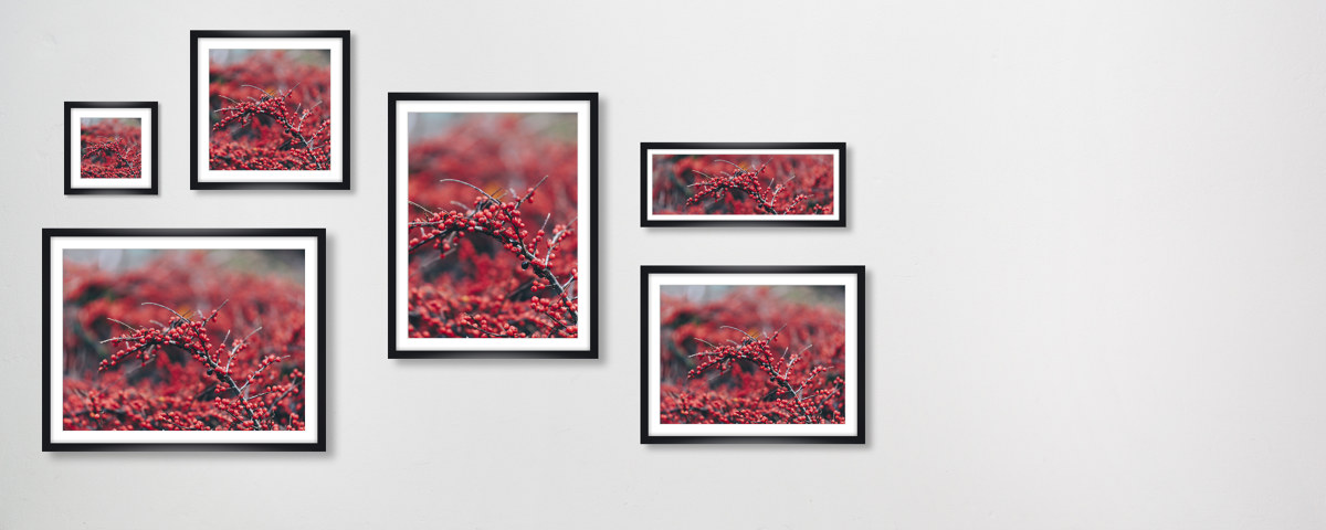 Beerenstrauch im Winter mit roten Beeren