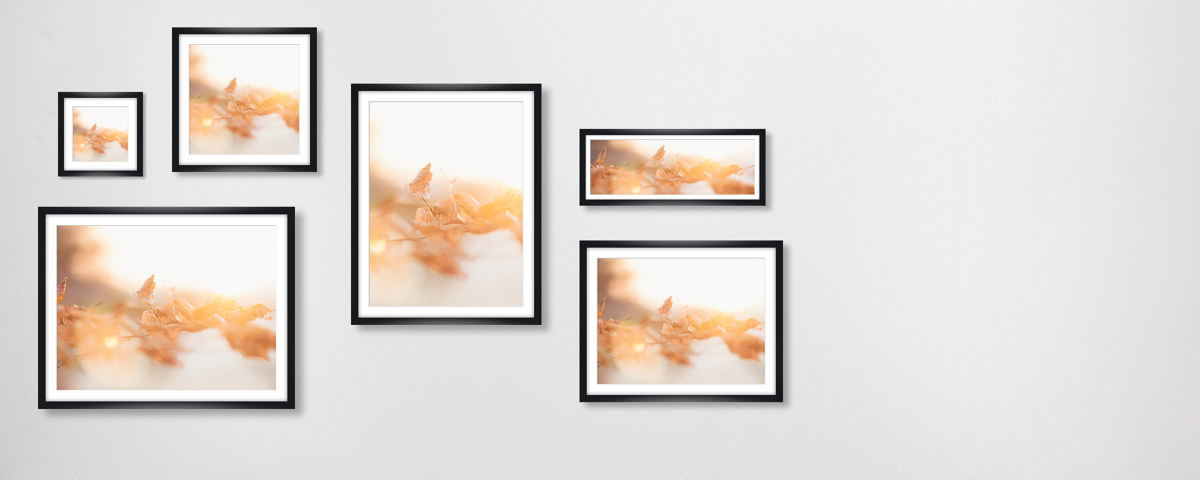 Buchenlaub in leuchtendem Sonnenuntergang