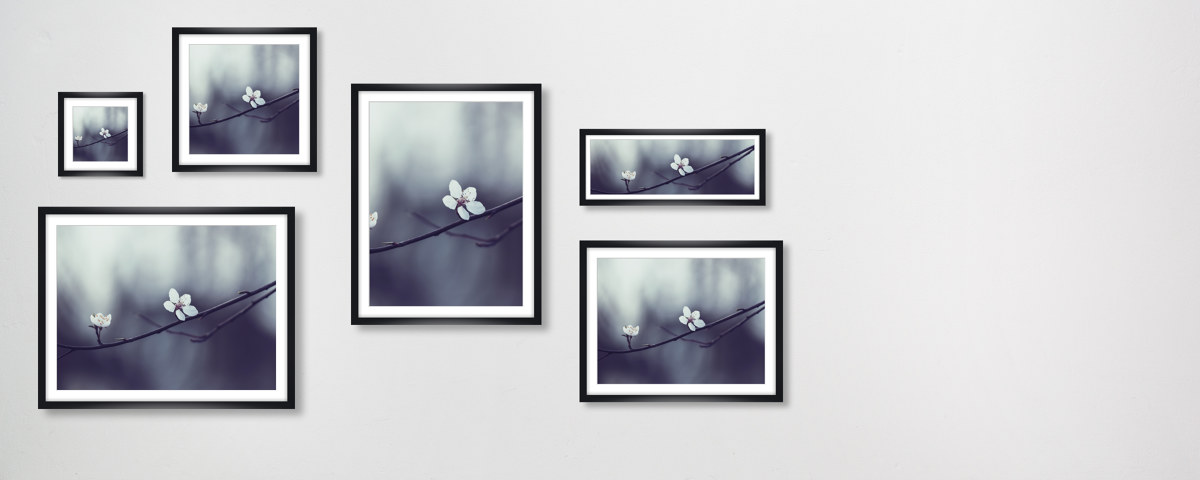 Fruehlingskirschblueten