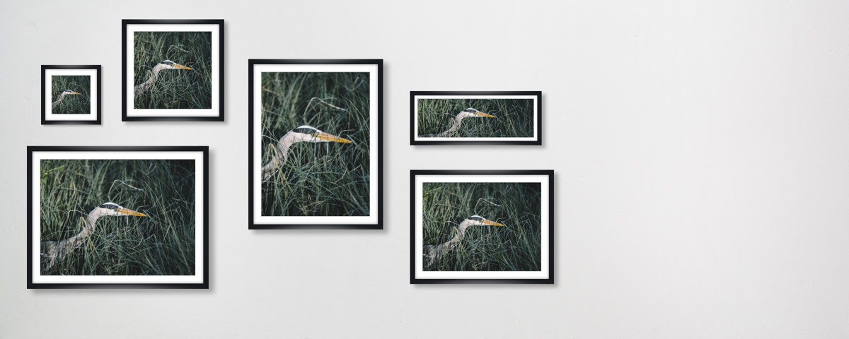 Graureiher auf der Pirsch