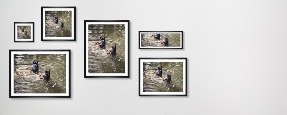 Koepfechen in das Wasser Schwaenzchen in die Hoeh