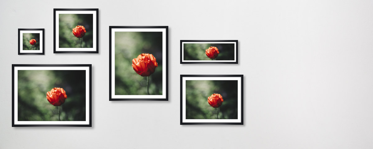 Mohnbluete im Lichtschein der Sonne