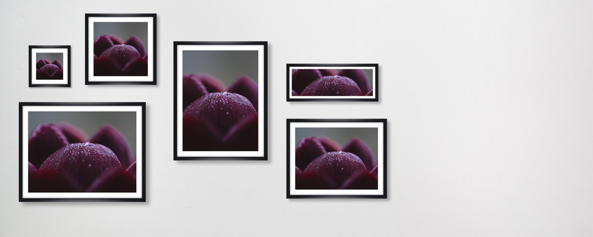 Dunkelrote Dahlienbluetenblaetter