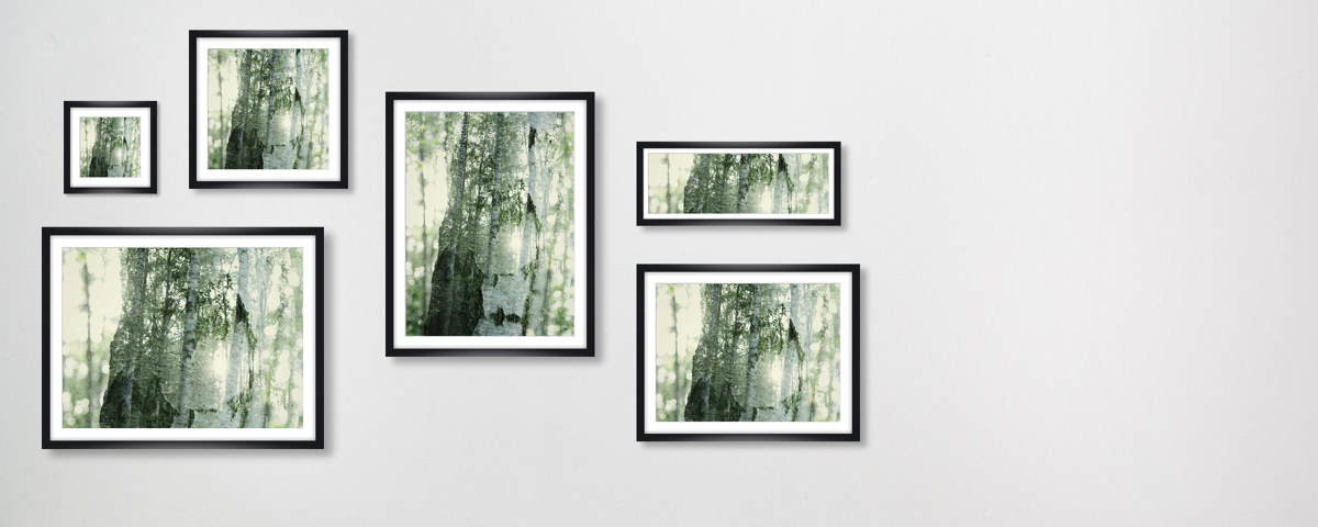 Durchleuchtete Birken im Doppel