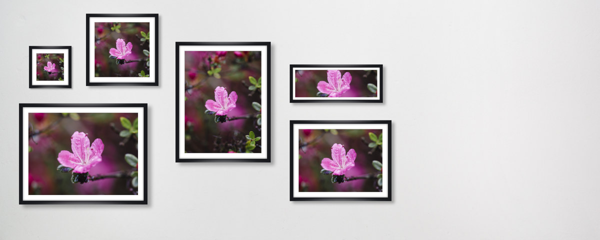 Rosa Bluete der Azalea