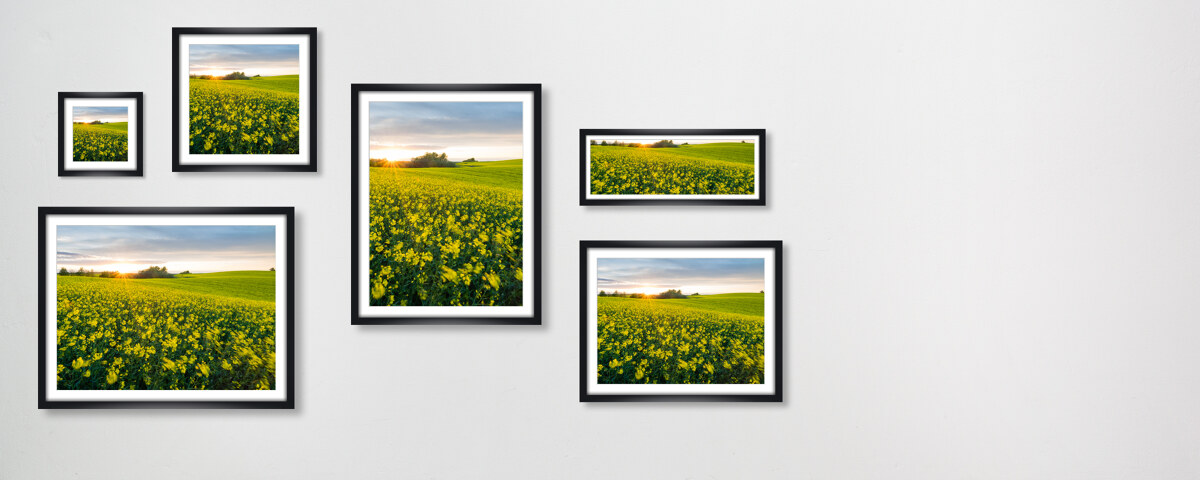 Sommerwind im Rapsfeld