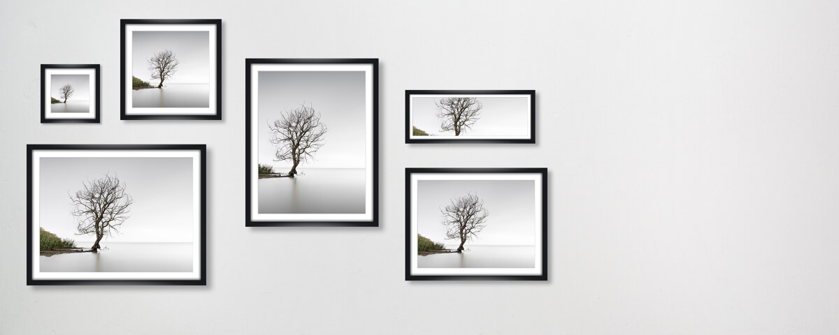 Trasimeno Tree Umbrien