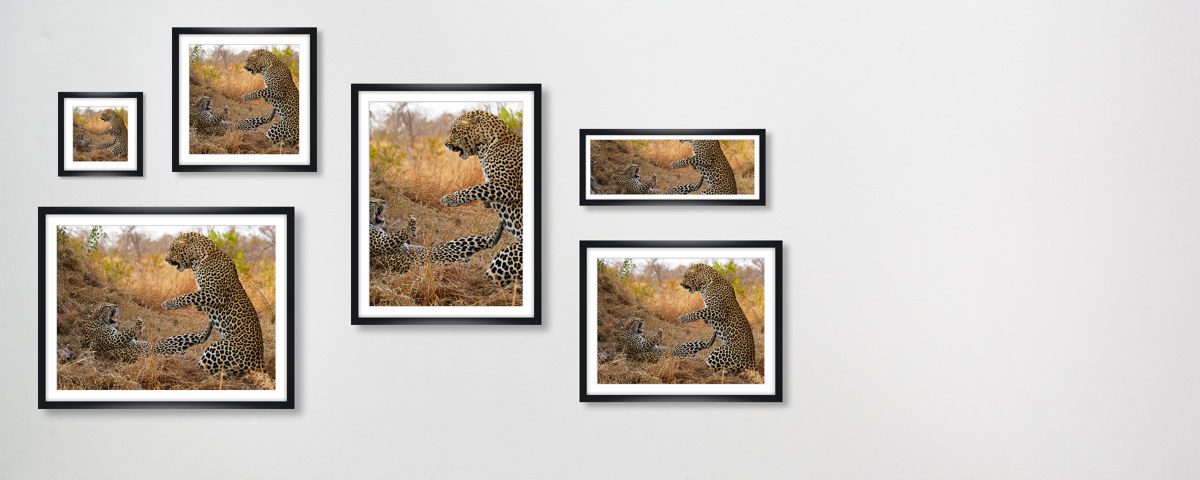 Bild Leoparden